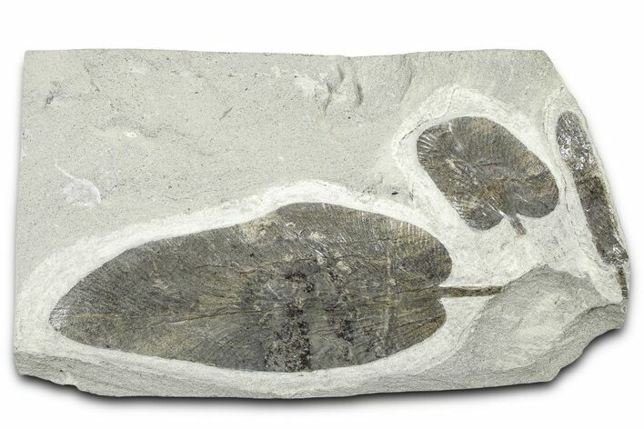 Carboniferous Fossil Fern (Neuropteris) Plate - France #378109